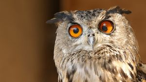 Preview wallpaper owl, eyes, surprise, striped