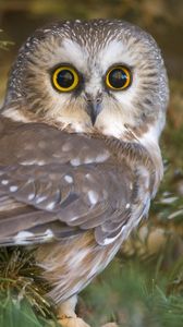 Preview wallpaper owl, eyes, surprise, predator, bird