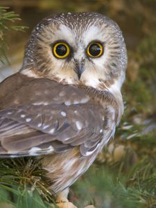 Preview wallpaper owl, eyes, surprise, predator, bird