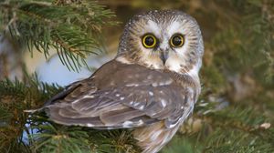 Preview wallpaper owl, eyes, surprise, predator, bird