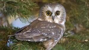 Preview wallpaper owl, eyes, surprise, predator, bird