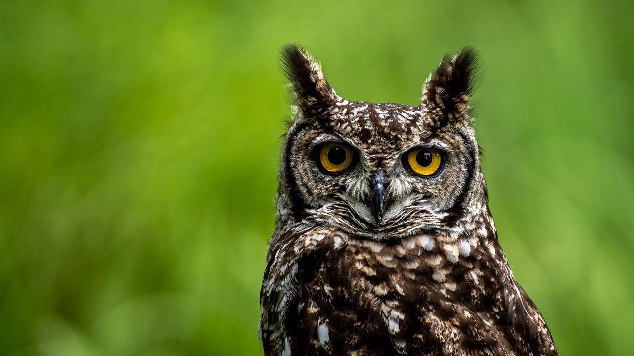 Wallpaper owl, eyes, wildlife, bird, blur hd, picture, image