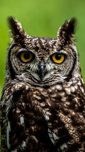 Preview wallpaper owl, eyes, wildlife, bird, blur