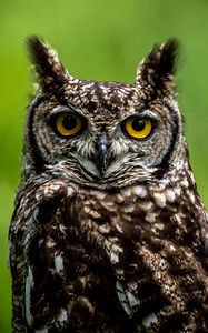 Preview wallpaper owl, eyes, wildlife, bird, blur