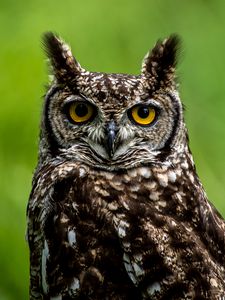 Owl old mobile, cell phone, smartphone wallpapers hd, desktop backgrounds  240x320, images and pictures