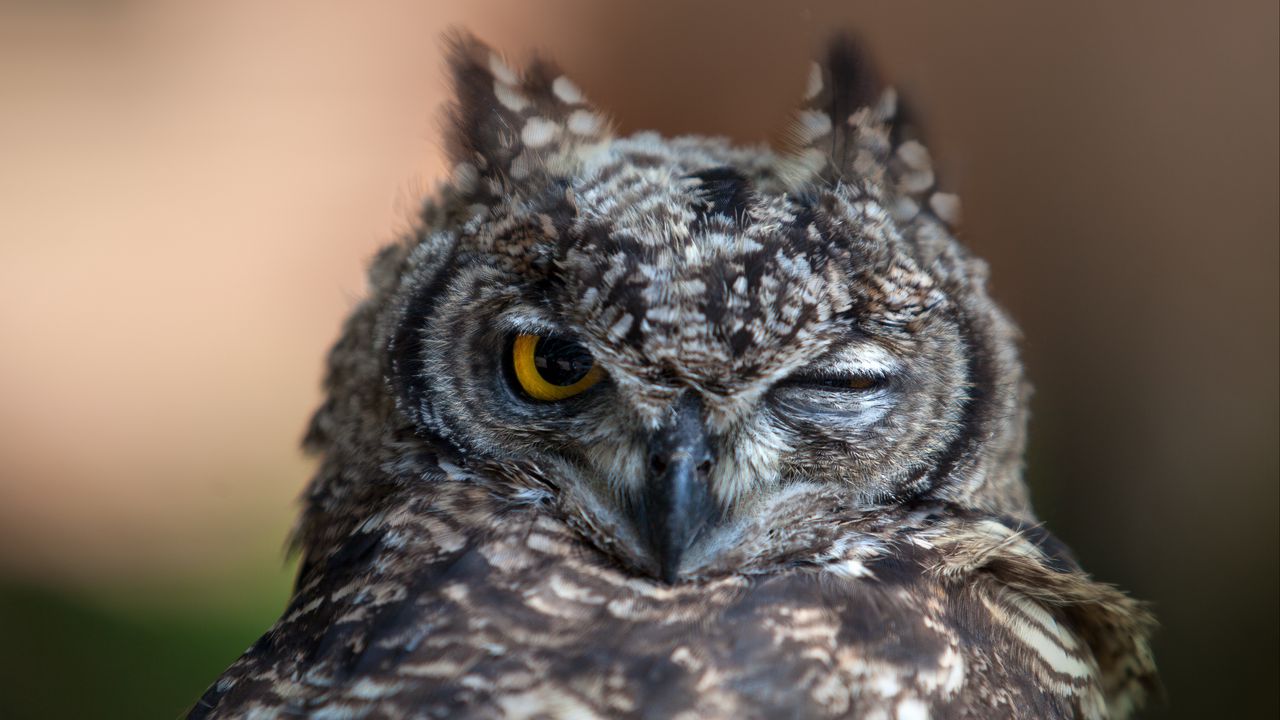 Wallpaper owl, face, beak, feathers, wink, predator, bird