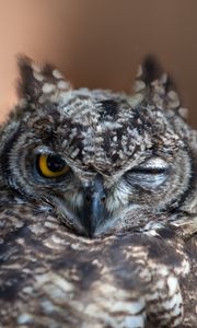 Preview wallpaper owl, face, beak, feathers, wink, predator, bird