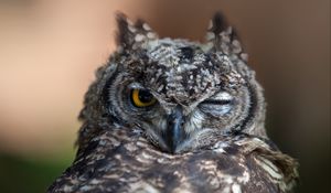 Preview wallpaper owl, face, beak, feathers, wink, predator, bird