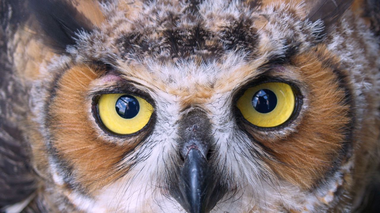 Wallpaper owl, face, beak, bird, predator