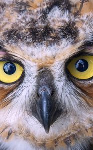 Preview wallpaper owl, face, beak, bird, predator