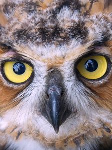 Preview wallpaper owl, face, beak, bird, predator