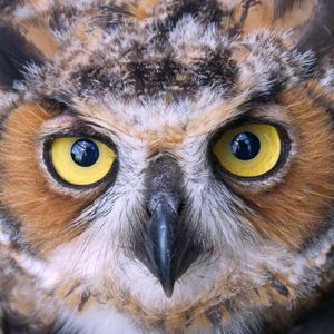 Preview wallpaper owl, face, beak, bird, predator
