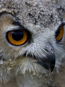 Preview wallpaper owl, face, beak, predator, bird
