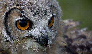 Preview wallpaper owl, face, beak, predator, bird