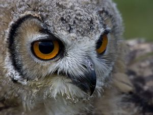 Preview wallpaper owl, face, beak, predator, bird
