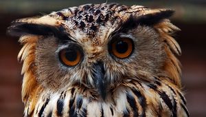 Preview wallpaper owl, face, close-up, predator