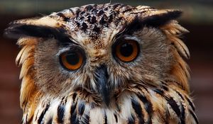 Preview wallpaper owl, face, close-up, predator