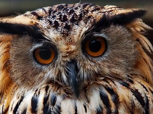 Preview wallpaper owl, face, close-up, predator