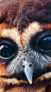 Preview wallpaper owl, face, eyes, bird