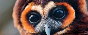 Preview wallpaper owl, face, eyes, bird
