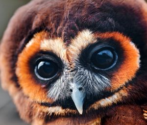 Preview wallpaper owl, face, eyes, bird