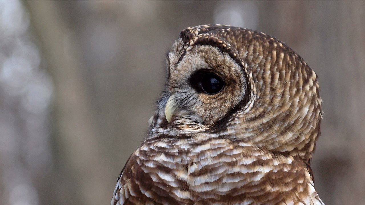 Wallpaper owl, face, eyes, feathers, bird, predator