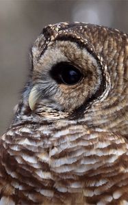 Preview wallpaper owl, face, eyes, feathers, bird, predator