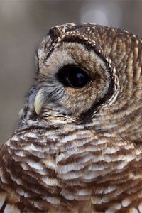 Preview wallpaper owl, face, eyes, feathers, bird, predator