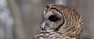 Preview wallpaper owl, face, eyes, feathers, bird, predator