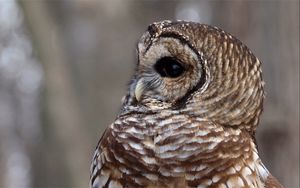 Preview wallpaper owl, face, eyes, feathers, bird, predator