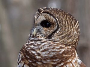 Preview wallpaper owl, face, eyes, feathers, bird, predator