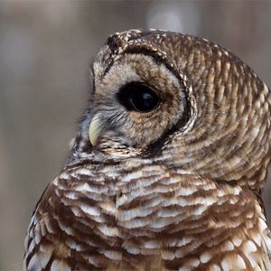 Preview wallpaper owl, face, eyes, feathers, bird, predator