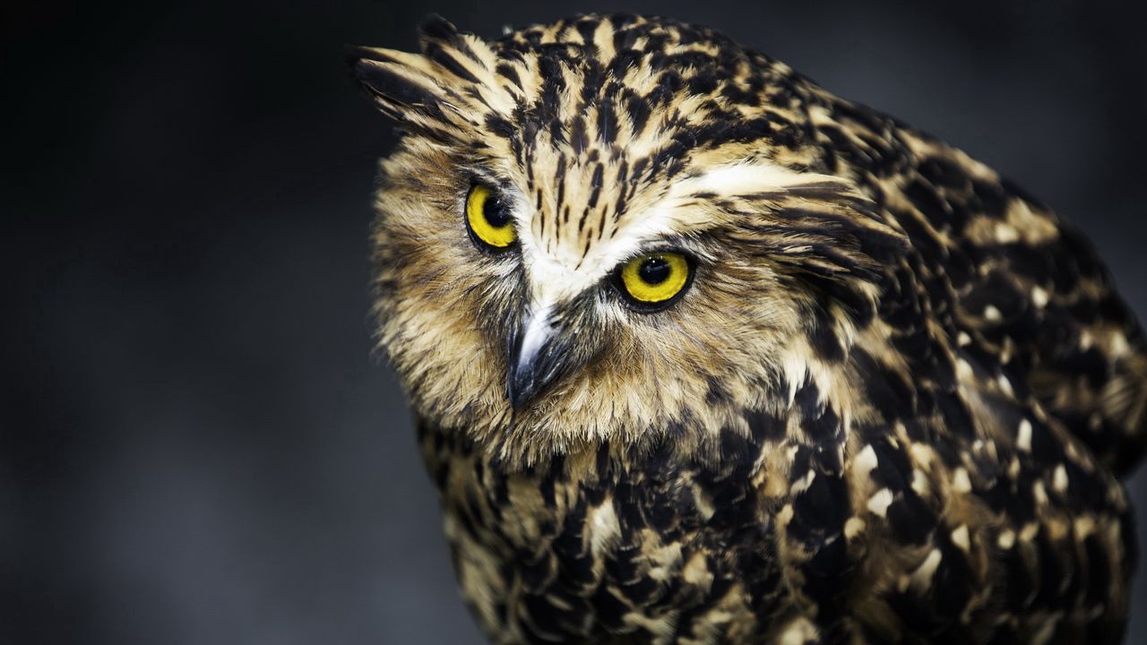 Wallpaper owl, face, feathers, eyes, predator, bird