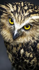 Preview wallpaper owl, face, feathers, eyes, predator, bird