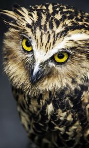 Preview wallpaper owl, face, feathers, eyes, predator, bird