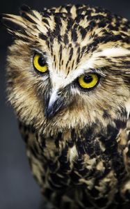 Preview wallpaper owl, face, feathers, eyes, predator, bird