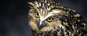 Preview wallpaper owl, face, feathers, eyes, predator, bird