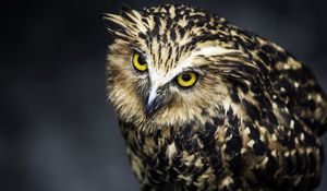 Preview wallpaper owl, face, feathers, eyes, predator, bird