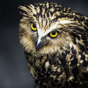 Preview wallpaper owl, face, feathers, eyes, predator, bird