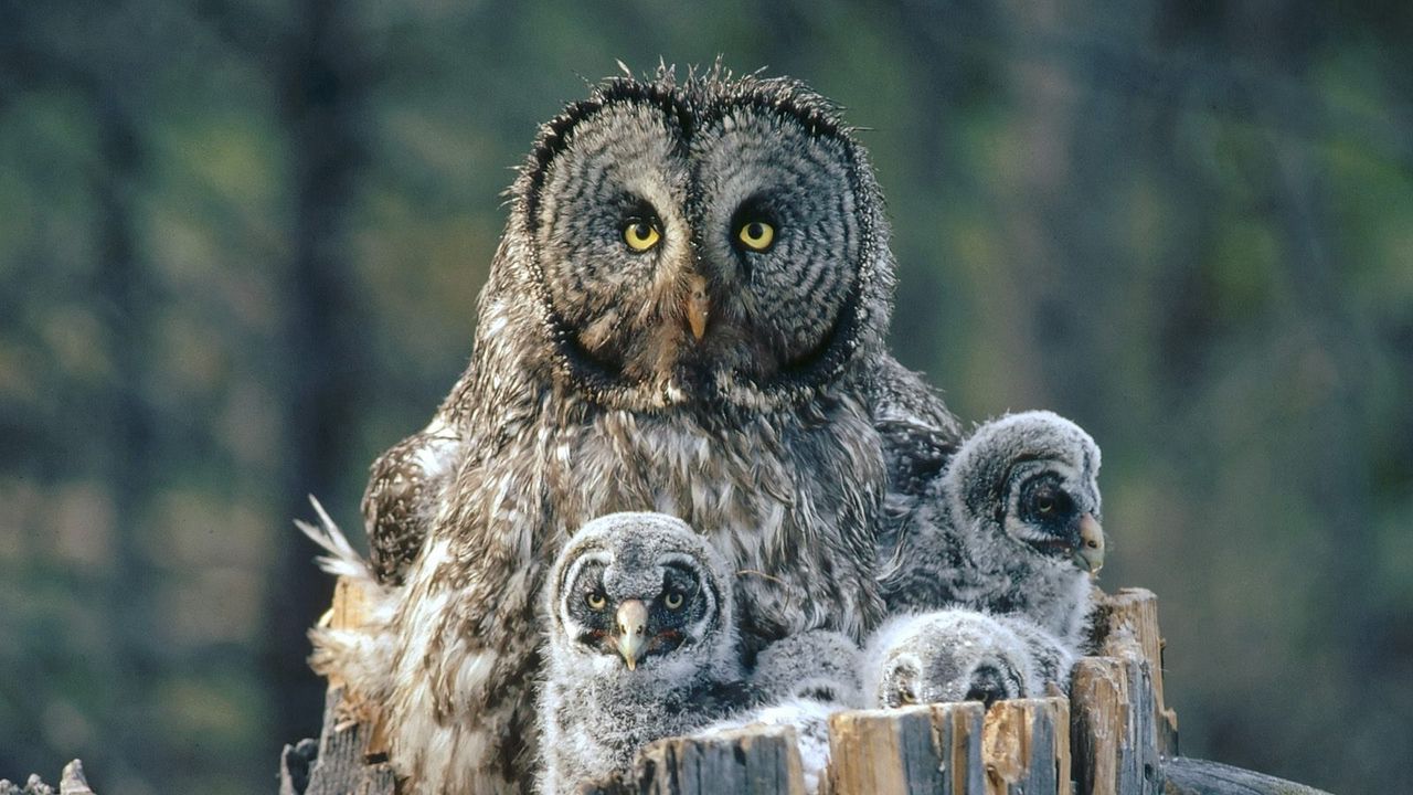 Wallpaper owl, face, fur, chicks, predator