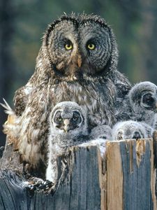 Preview wallpaper owl, face, fur, chicks, predator