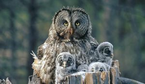 Preview wallpaper owl, face, fur, chicks, predator