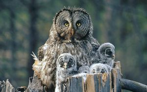 Preview wallpaper owl, face, fur, chicks, predator