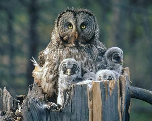 Preview wallpaper owl, face, fur, chicks, predator