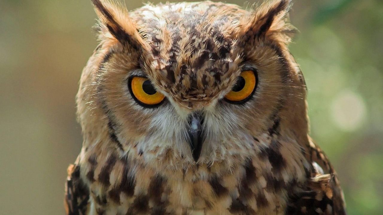 Wallpaper owl, face, predator