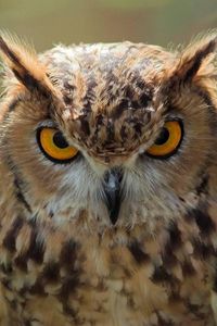 Preview wallpaper owl, face, predator
