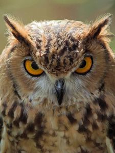 Preview wallpaper owl, face, predator