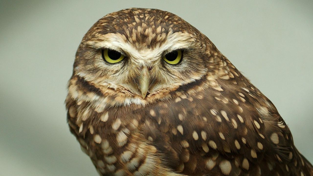 Wallpaper owl, face, predator, bird, eyes, feathers