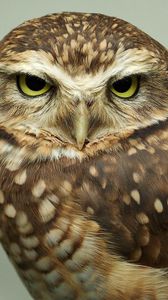 Preview wallpaper owl, face, predator, bird, eyes, feathers