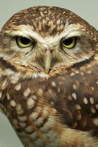 Preview wallpaper owl, face, predator, bird, eyes, feathers